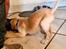 Labrador retriever Puk