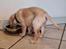 Labrador retriever Puk