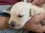 Labrador retriever Puk