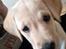 Labrador retriever Puk