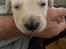 Labrador retriever Puk
