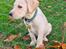 Labrador retriever Puk