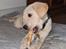 Labrador retriever Puk