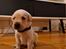 Labrador retriever Puk