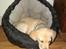 Labrador retriever Puk