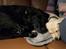 Labrador retriever Puk