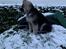 Schæferhund Coco
