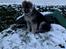Schæferhund Coco
