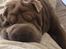 Shar pei Princess