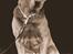 Shar pei Princess