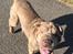 Shar pei Princess