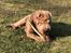 Shar pei Princess