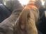 Shar pei Princess