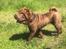 Shar pei Leo