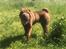 Shar pei Leo