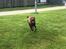 Shar pei Leo