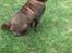 Shar pei Leo