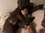 Shar pei Leo