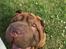 Shar pei Leo