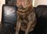 Shar pei Leo