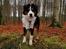 Miniature American Shepherd JohnJohn (Wunderbaums Woogie Boogie)