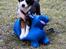 Miniature American Shepherd JohnJohn (Wunderbaums Woogie Boogie)