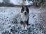 Miniature American Shepherd JohnJohn (Wunderbaums Woogie Boogie)