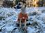 Whippet Dobby - 8 december, 2022