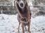 Whippet Falcon (Tanalorn Mr. Quade)