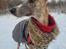 Whippet Falcon (Tanalorn Mr. Quade)