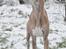 Whippet Falcon (Tanalorn Mr. Quade)