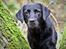 Labrador retriever Enya - Dec. 2022