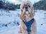 Amerikansk cocker spaniel Viggo Pedersen 