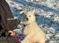 Hvid Schweizisk Hyrdehund Ny understrups Holger