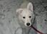 Hvid Schweizisk Hyrdehund Ny understrups Holger