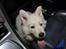 Hvid Schweizisk Hyrdehund Ny understrups Holger
