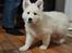 Hvid Schweizisk Hyrdehund Ny understrups Holger
