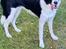 Border collie Miley