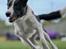 Border collie Miley