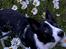 Border collie Miley