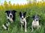 Border collie Miley