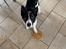 Border collie Miley