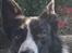 Border collie Miley