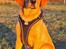 Labrador retriever Rolf fox red 