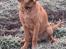Labrador retriever Rolf fox red 