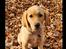 Labrador retriever Rolf fox red 