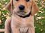 Labrador retriever Rolf fox red 
