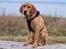 Labrador retriever Rolf fox red 
