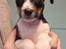 Rat Terrier Elly Plump´s I`LL KILLS THAT CAT (Hansen)