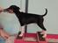 Rat Terrier Elly Plump´s I`LL KILLS THAT CAT (Hansen)